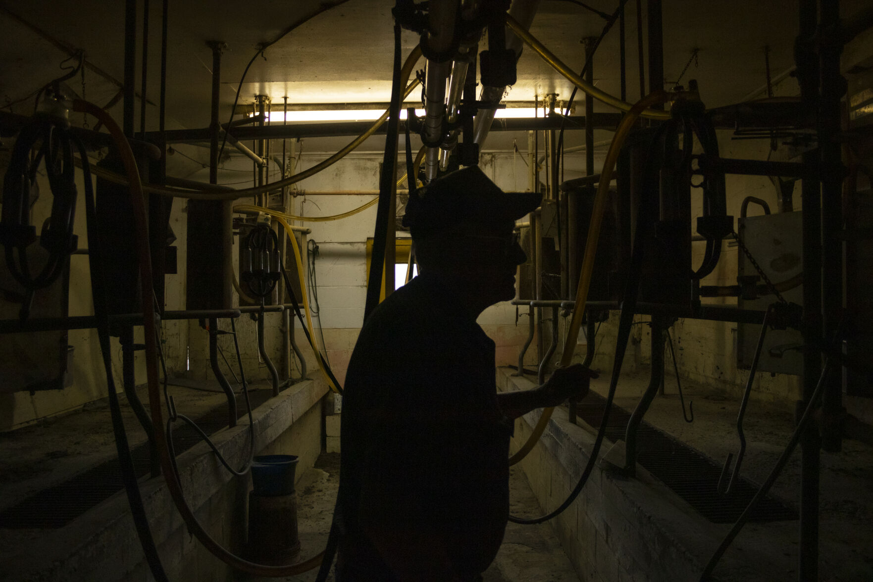 Milking room- Cow Story